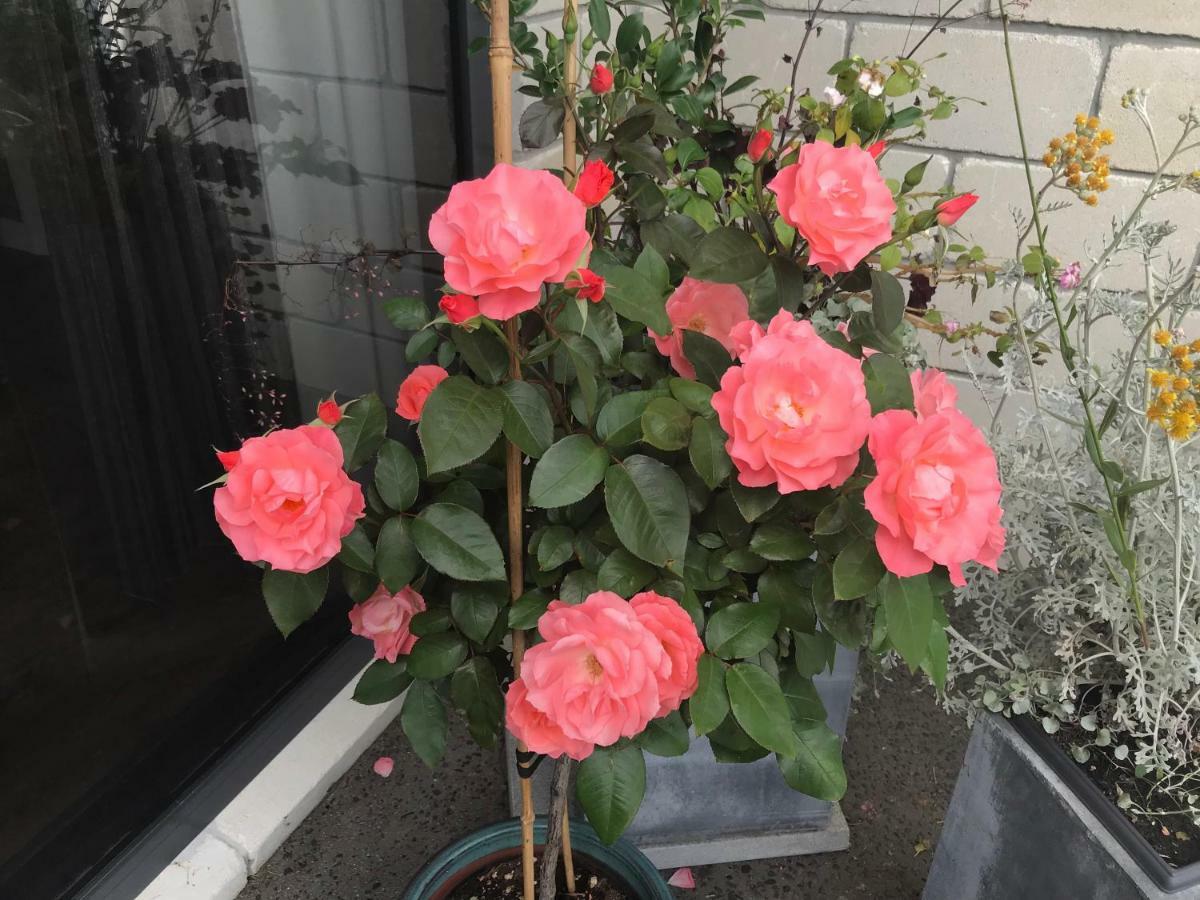 Arohanui Rural Retreat B&B 타우랑가 외부 사진